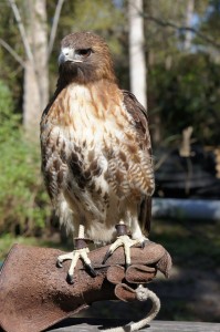 Things to do with kids in Sanford FL - Hawk at Sanford Zoo