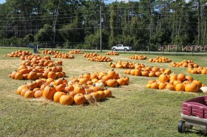 Lakeside Fellowship Pumpkin Patch Sanford