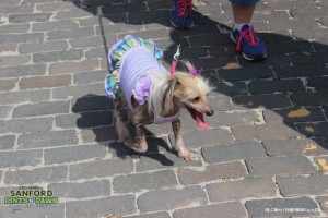 Dog in a Dress at Pints n Paws in Downtown Sanford